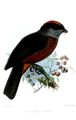 Sclaters cotinga