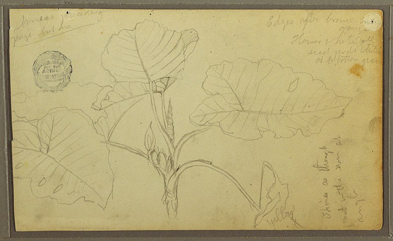 File:Drawing, Leaves, 1857 (CH 18195949).jpg