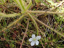 Drosera finlaysoniana PB190674.jpg