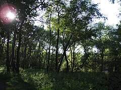 Ghyvelde fossile dune 04.JPG