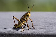 Female eastern lubber grasshopper (R. microptera) in Everglades National Park, Florida