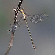 Chalcolestes parvidens (Eastern willow spreadwing) male