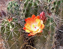 Cvijet Echinocereus triglochidiatus arizonicus.jpg