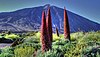 Echium Wildpretii at The Teide.jpg