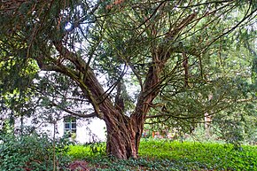 Yew tree on the Rath House