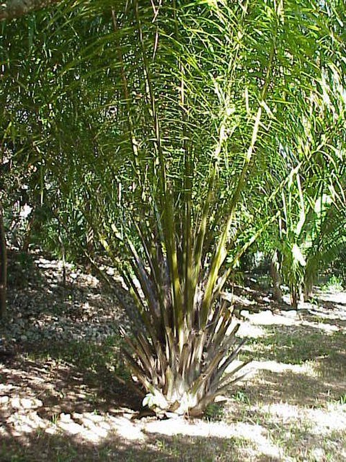 The African oil palm, one of the trees whose fruits the bay duiker feeds on