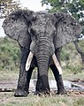 wikitech:File:Elephant.jpg