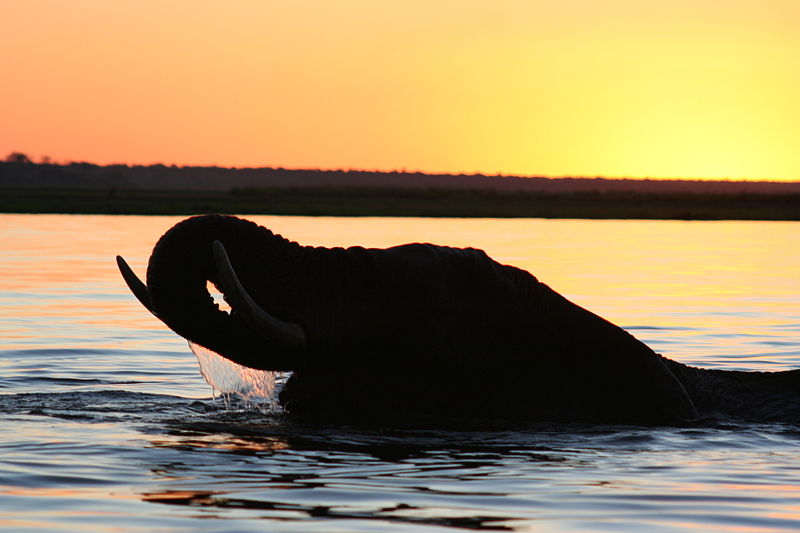 File:Elephant sunset.jpg