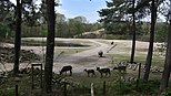 Ellipswaterbokken en witte neushoorns in de zoo