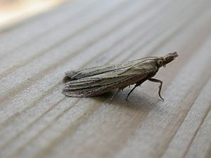 Ematheudes punctella (2868907125) .jpg