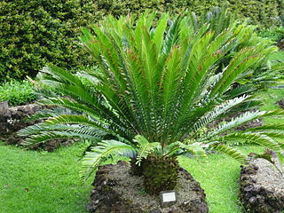 <i>Encephalartos msinganus</i> Species of cycad