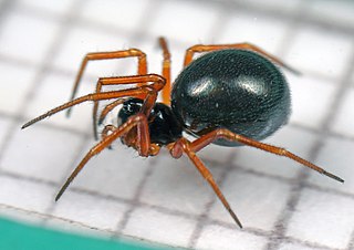 <i>Entelecara acuminata</i> Species of spider