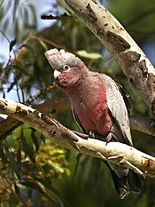 Eolophus roseicapilla -Wamboin ، NSW ، استرالیا -juvenile-8.jpg