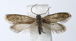 <i>Eriocrania cicatricella</i> Moth species in family Eriocraniidae