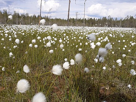 Cottongrass on a bog by Ounasvaara