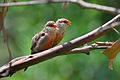 Twee rooibeksysies in Rio Grande do Sul, Brasilië.