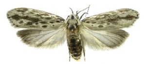 Ethmia normgershenzi.jpg