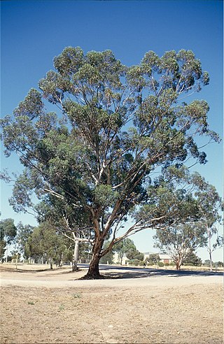 <i>Eucalyptus astringens</i> Species of eucalyptus