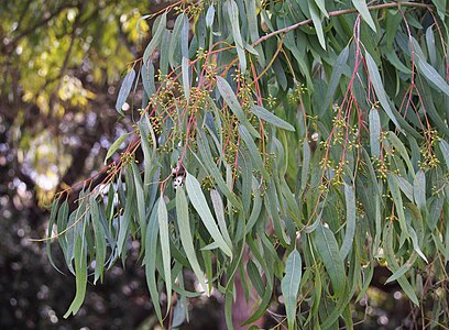Eucalyptus camaldulensis, Eukaliptus kamaldulski, 2023-02-24