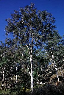 <i>Eucalyptus major</i> Species of eucalyptus