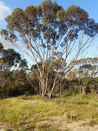 <i>Eucalyptus scyphocalyx</i> Species of eucalyptus