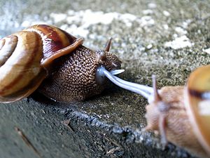 300px Euhadra snails mating