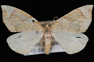 <i>Eulithis propulsata</i>