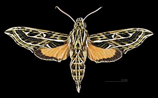 <i>Eupanacra pulchella</i> Species of moth