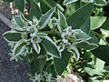 Euphorbia lathyris a1.jpg