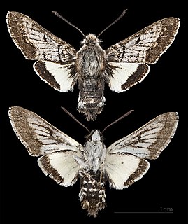 <i>Euproserpinus</i> Genus of moths