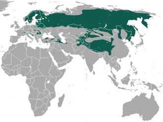 Eurasischer Luchs: Merkmale, Verbreitung, Lebensraum und Revieransprüche