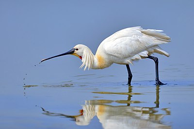 Platalea leucorodia (cat.) Featured Pictures of Pelecaniformes