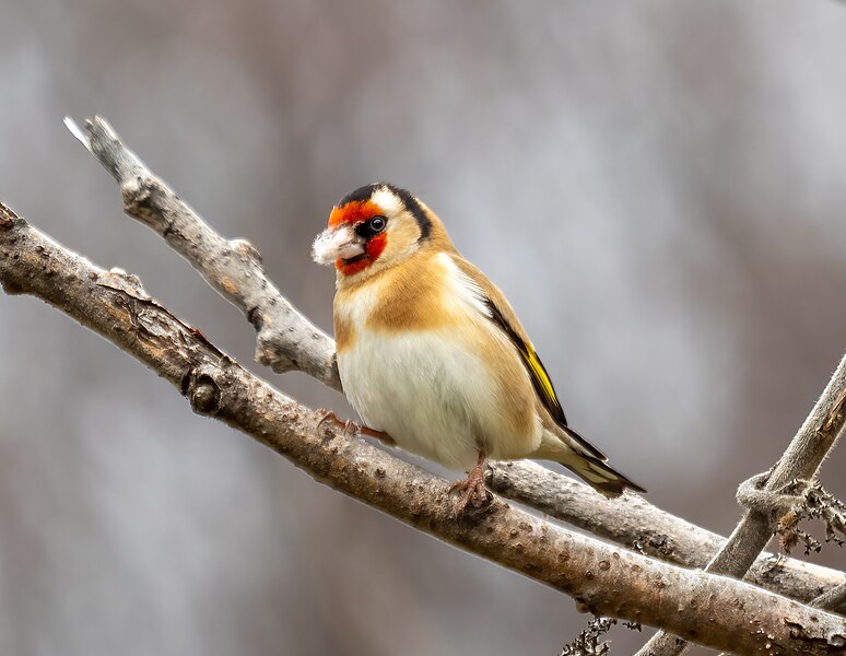 File:Eurasian goldfinch in Prospect Park (76244).jpg