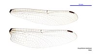 Eusynthemis barbarae male wings (35019523356).jpg