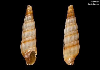 <i>Partecosta fuscolutea</i> Species of gastropod