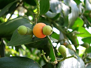 Exocarpos latifolius fruit. Exocarpos latifolius fruit Kewarra 4351.jpg