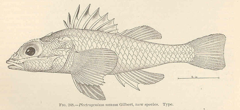 File:FMIB 42710 Plectrogenium nanum Gilbert, new species Type.jpeg