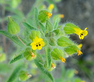 <i>Mimetanthe</i> Species of flowering plant