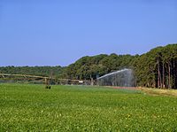 Plantação de feijão sendo irrigada.