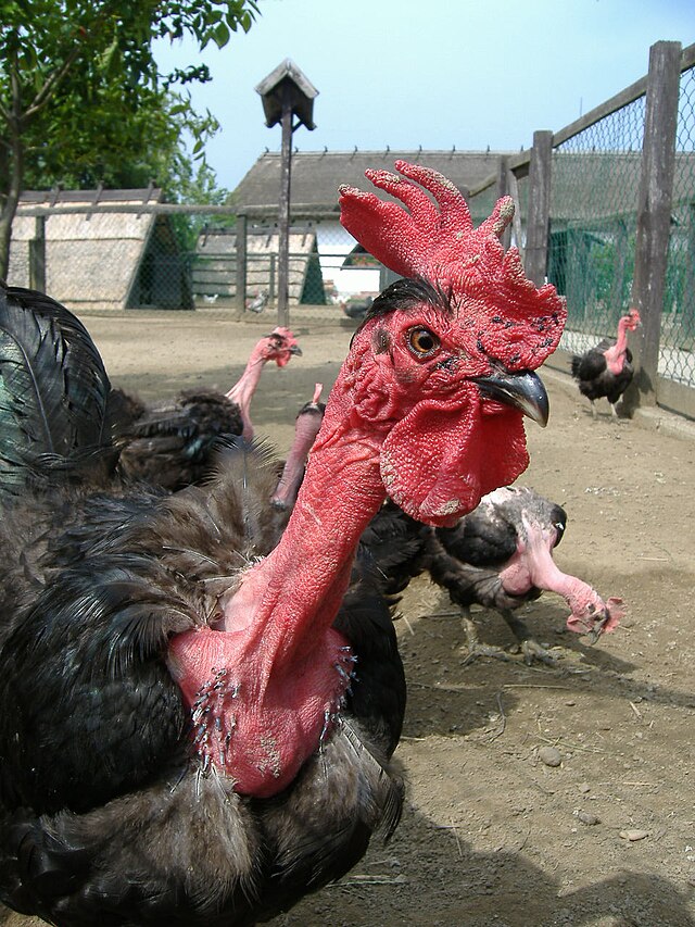 دجاج ذات الرقبة العارية