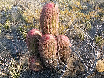 Ferocactus pilosus (5700363252).jpg