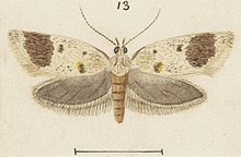 T. penthalea as illustrated by George Hudson. Fig 13 MA I437628 TePapa Plate-XXIX-The-butterflies full (cropped).jpg