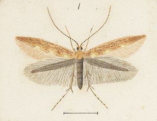 <i>Caloptilia elaeas</i> Species of moth