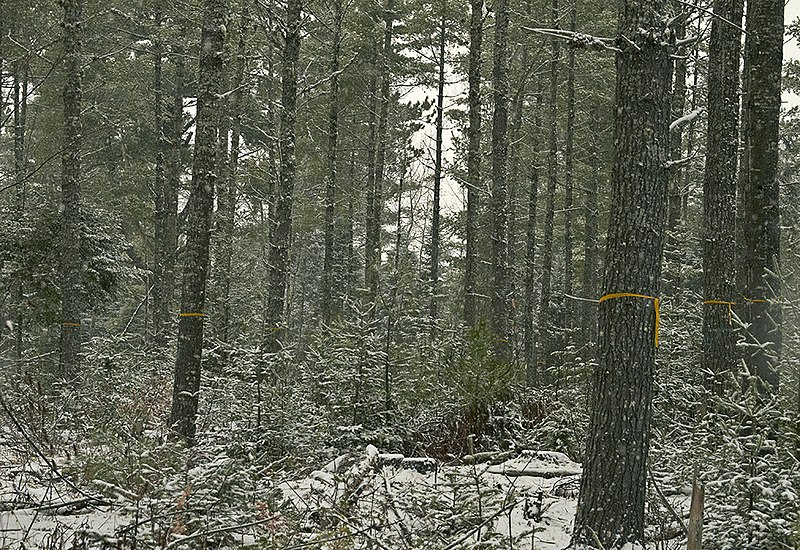 File:Fir Clogging Pine Regen.jpg