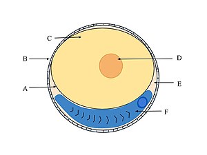 Yolk sac - Wikipedia