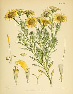 <i>Senecio littoralis</i> Species of flowering plant