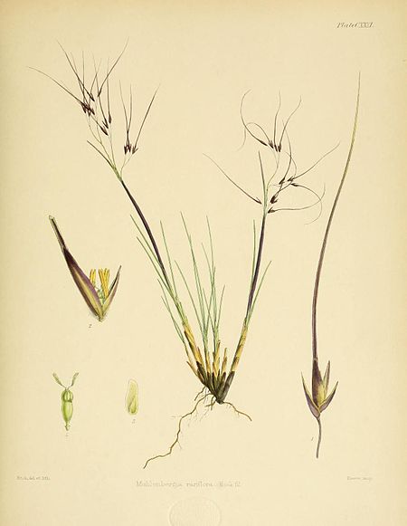 Plate CXXXI; Muhlenbergia rariflora Hook. fil.; Fitch del et lith.; Reeve imp.