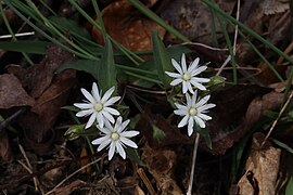 Star chickweed