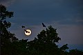 Flying Foxes in Front of the Moon.jpg