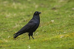 Forest Raven - Tasmania S4E6196 (21764640094).jpg